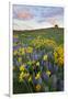 USA, Washington State, Okanogan National Forest, Arrowleaf Balsamroot and Lupine-Charles Gurche-Framed Photographic Print