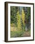 USA, Washington State. Okanogan-Wenatchee National Forest, Colorful young Larch trees-Jamie & Judy Wild-Framed Photographic Print