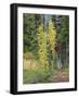 USA, Washington State. Okanogan-Wenatchee National Forest, Colorful young Larch trees-Jamie & Judy Wild-Framed Photographic Print