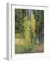 USA, Washington State. Okanogan-Wenatchee National Forest, Colorful young Larch trees-Jamie & Judy Wild-Framed Photographic Print