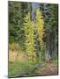 USA, Washington State. Okanogan-Wenatchee National Forest, Colorful young Larch trees-Jamie & Judy Wild-Mounted Photographic Print