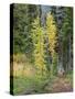 USA, Washington State. Okanogan-Wenatchee National Forest, Colorful young Larch trees-Jamie & Judy Wild-Stretched Canvas