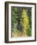 USA, Washington State. Okanogan-Wenatchee National Forest, Colorful young Larch trees-Jamie & Judy Wild-Framed Photographic Print