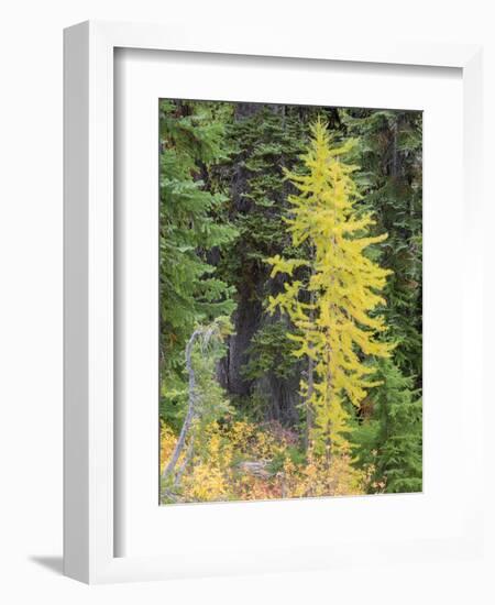 USA, Washington State. Okanogan-Wenatchee National Forest, Colorful young Larch trees-Jamie & Judy Wild-Framed Photographic Print