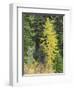 USA, Washington State. Okanogan-Wenatchee National Forest, Colorful young Larch trees-Jamie & Judy Wild-Framed Photographic Print