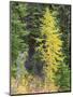 USA, Washington State. Okanogan-Wenatchee National Forest, Colorful young Larch trees-Jamie & Judy Wild-Mounted Photographic Print
