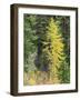 USA, Washington State. Okanogan-Wenatchee National Forest, Colorful young Larch trees-Jamie & Judy Wild-Framed Photographic Print