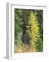 USA, Washington State. Okanogan-Wenatchee National Forest, Colorful young Larch trees-Jamie & Judy Wild-Framed Photographic Print