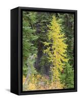 USA, Washington State. Okanogan-Wenatchee National Forest, Colorful young Larch trees-Jamie & Judy Wild-Framed Stretched Canvas