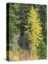 USA, Washington State. Okanogan-Wenatchee National Forest, Colorful young Larch trees-Jamie & Judy Wild-Stretched Canvas