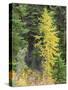 USA, Washington State. Okanogan-Wenatchee National Forest, Colorful young Larch trees-Jamie & Judy Wild-Stretched Canvas