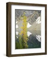 USA, Washington State. Okanogan-Wenatchee National Forest, Larch trees, at Blue Lake-Jamie & Judy Wild-Framed Photographic Print