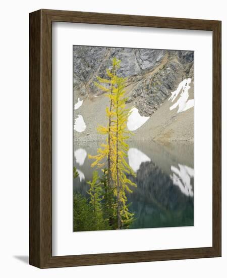 USA, Washington State. Okanogan-Wenatchee National Forest, Larch trees, at Blue Lake-Jamie & Judy Wild-Framed Photographic Print