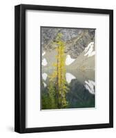 USA, Washington State. Okanogan-Wenatchee National Forest, Larch trees, at Blue Lake-Jamie & Judy Wild-Framed Photographic Print