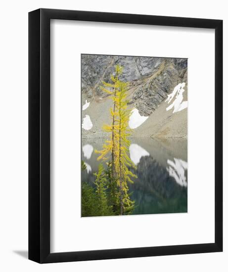 USA, Washington State. Okanogan-Wenatchee National Forest, Larch trees, at Blue Lake-Jamie & Judy Wild-Framed Photographic Print