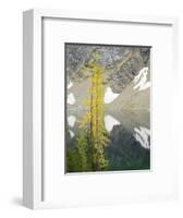 USA, Washington State. Okanogan-Wenatchee National Forest, Larch trees, at Blue Lake-Jamie & Judy Wild-Framed Photographic Print