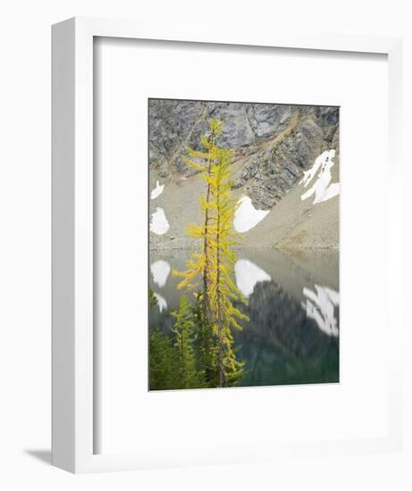 USA, Washington State. Okanogan-Wenatchee National Forest, Larch trees, at Blue Lake-Jamie & Judy Wild-Framed Photographic Print