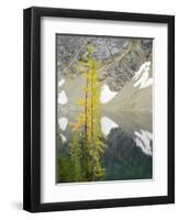 USA, Washington State. Okanogan-Wenatchee National Forest, Larch trees, at Blue Lake-Jamie & Judy Wild-Framed Photographic Print