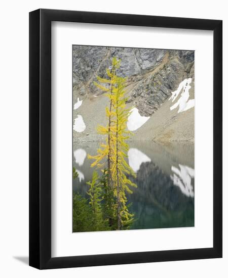 USA, Washington State. Okanogan-Wenatchee National Forest, Larch trees, at Blue Lake-Jamie & Judy Wild-Framed Photographic Print