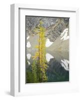 USA, Washington State. Okanogan-Wenatchee National Forest, Larch trees, at Blue Lake-Jamie & Judy Wild-Framed Photographic Print