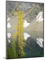 USA, Washington State. Okanogan-Wenatchee National Forest, Larch trees, at Blue Lake-Jamie & Judy Wild-Mounted Photographic Print