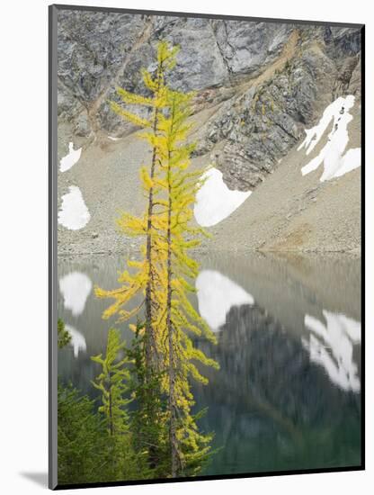 USA, Washington State. Okanogan-Wenatchee National Forest, Larch trees, at Blue Lake-Jamie & Judy Wild-Mounted Photographic Print