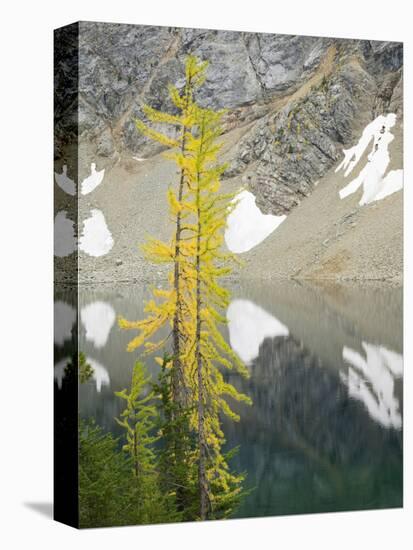 USA, Washington State. Okanogan-Wenatchee National Forest, Larch trees, at Blue Lake-Jamie & Judy Wild-Stretched Canvas