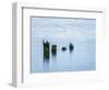 USA, Washington State, Old pilings, Cape Disappointment-Ann Collins-Framed Photographic Print