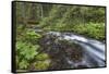 USA, Washington State, Olympic National Forest. Bridge over Big Quilcene River rapids.-Jaynes Gallery-Framed Stretched Canvas