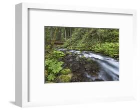 USA, Washington State, Olympic National Forest. Bridge over Big Quilcene River rapids.-Jaynes Gallery-Framed Photographic Print