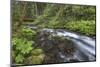 USA, Washington State, Olympic National Forest. Bridge over Big Quilcene River rapids.-Jaynes Gallery-Mounted Photographic Print