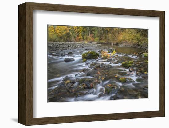 USA, Washington State, Olympic National Forest. Fall forest colors and Hamma Hamma River.-Jaynes Gallery-Framed Photographic Print