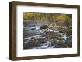 USA, Washington State, Olympic National Forest. Fall forest colors and Hamma Hamma River.-Jaynes Gallery-Framed Photographic Print