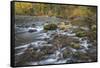 USA, Washington State, Olympic National Forest. Fall forest colors and Hamma Hamma River.-Jaynes Gallery-Framed Stretched Canvas