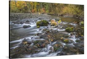 USA, Washington State, Olympic National Forest. Fall forest colors and Hamma Hamma River.-Jaynes Gallery-Stretched Canvas