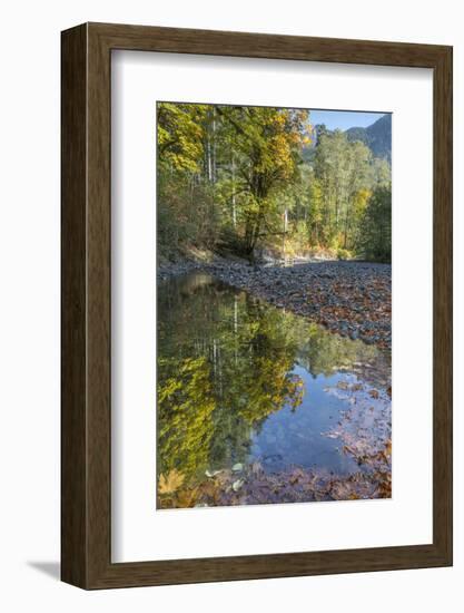 USA, Washington State, Olympic National Forest. Fall forest colors reflect in water.-Jaynes Gallery-Framed Photographic Print