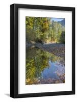 USA, Washington State, Olympic National Forest. Fall forest colors reflect in water.-Jaynes Gallery-Framed Photographic Print