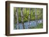USA, Washington State, Olympic National Forest. Landscape with alder trees and Dosewallips River.-Jaynes Gallery-Framed Photographic Print