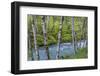 USA, Washington State, Olympic National Forest. Landscape with alder trees and Dosewallips River.-Jaynes Gallery-Framed Photographic Print