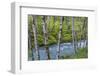 USA, Washington State, Olympic National Forest. Landscape with alder trees and Dosewallips River.-Jaynes Gallery-Framed Photographic Print