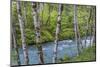 USA, Washington State, Olympic National Forest. Landscape with alder trees and Dosewallips River.-Jaynes Gallery-Mounted Photographic Print