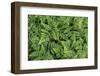 USA, Washington State, Olympic National Forest. Oak fern patterns.-Jaynes Gallery-Framed Photographic Print