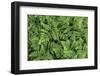 USA, Washington State, Olympic National Forest. Oak fern patterns.-Jaynes Gallery-Framed Photographic Print