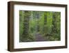 USA, Washington State, Olympic National Forest. Ranger Hole Trail through forest.-Jaynes Gallery-Framed Photographic Print