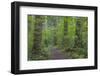 USA, Washington State, Olympic National Forest. Ranger Hole Trail through forest.-Jaynes Gallery-Framed Photographic Print
