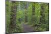 USA, Washington State, Olympic National Forest. Ranger Hole Trail through forest.-Jaynes Gallery-Mounted Photographic Print