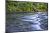 USA, Washington State, Olympic National Forest. Rapids on Duckabush River.-Jaynes Gallery-Mounted Photographic Print