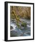 USA, Washington State, Olympic National Forest. River and moss-covered trees.-Jaynes Gallery-Framed Photographic Print