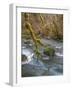 USA, Washington State, Olympic National Forest. River and moss-covered trees.-Jaynes Gallery-Framed Photographic Print