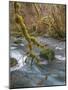 USA, Washington State, Olympic National Forest. River and moss-covered trees.-Jaynes Gallery-Mounted Photographic Print